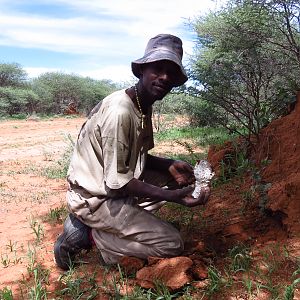 Omajowa termite hill mushrooms Namibia