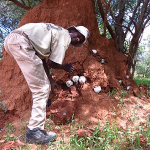 Omajowa termite hill mushrooms Namibia