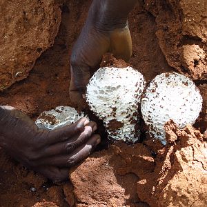 Omajowa termite hill mushrooms Namibia