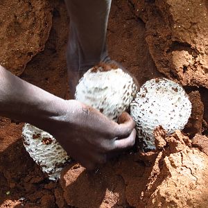 Omajowa termite hill mushrooms Namibia