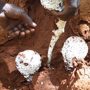 Omajowa termite hill mushrooms Namibia