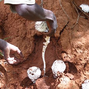 Omajowa termite hill mushrooms Namibia