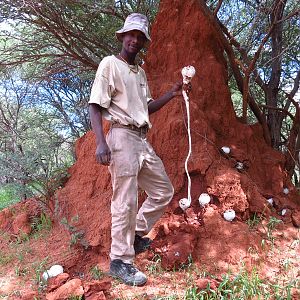 Omajowa termite hill mushrooms Namibia