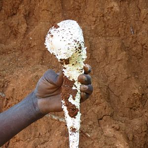 Omajowa termite hill mushrooms Namibia