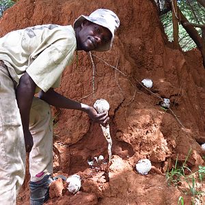 Omajowa termite hill mushrooms Namibia