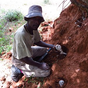 Omajowa termite hill mushrooms Namibia