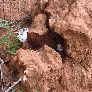 Omajowa termite hill mushrooms Namibia