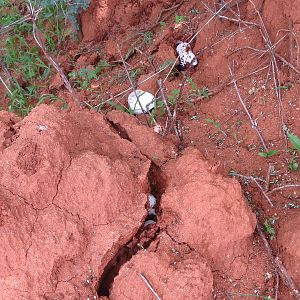 Omajowa termite hill mushrooms Namibia