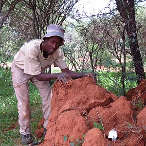 Omajowa termite hill mushrooms Namibia