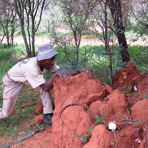 Omajowa termite hill mushrooms Namibia