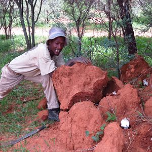 Omajowa termite hill mushrooms Namibia