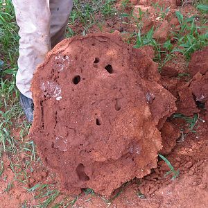 Omajowa termite hill mushrooms Namibia