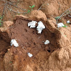 Omajowa termite hill mushrooms Namibia