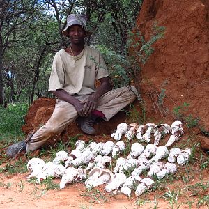 Omajowa termite hill mushrooms Namibia