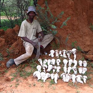 Omajowa termite hill mushrooms Namibia