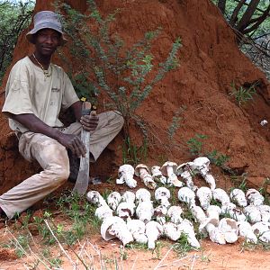 Omajowa termite hill mushrooms Namibia