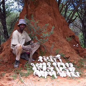 Omajowa termite hill mushrooms Namibia