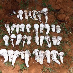 Omajowa termite hill mushrooms Namibia