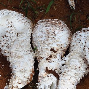 Omajowa termite hill mushrooms Namibia