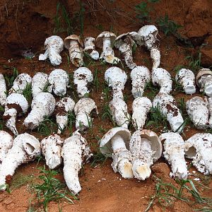 Omajowa termite hill mushrooms Namibia