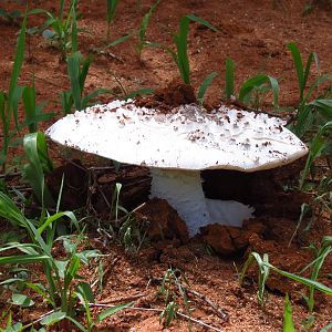 Omajowa termite hill mushrooms Namibia