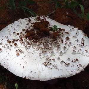 Omajowa termite hill mushrooms Namibia