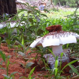 Omajowa termite hill mushrooms Namibia