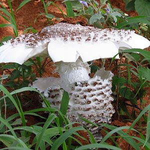 Omajowa termite hill mushrooms Namibia