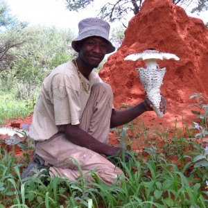 Omajowa termite hill mushrooms Namibia