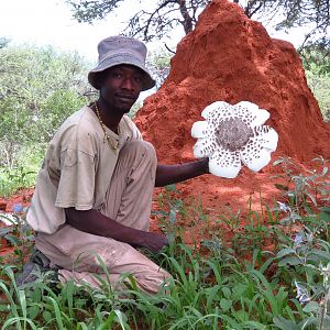 Omajowa termite hill mushrooms Namibia