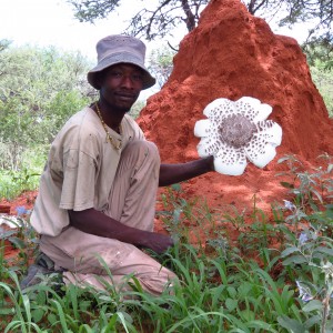 Omajowa termite hill mushrooms Namibia