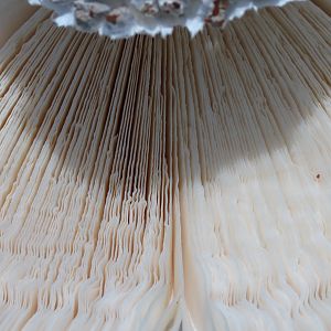 Omajowa termite hill mushrooms Namibia