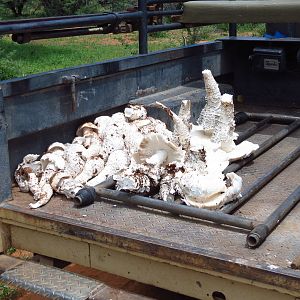 Omajowa termite hill mushrooms Namibia