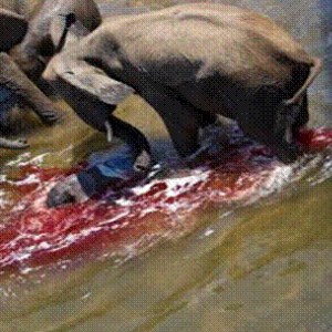 Elephant born in the river in Kruger National Park 2012!