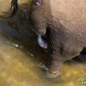 Elephant born in the river in Kruger National Park 2012!