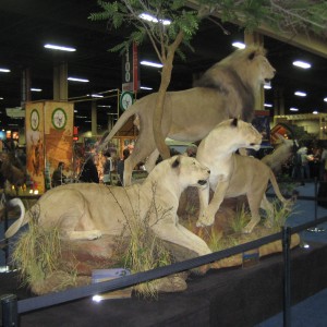 Taxidermy at Safari Club International Convention