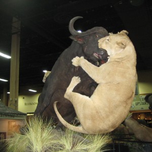 Taxidermy at Safari Club International Convention