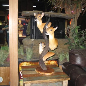 Taxidermy at Safari Club International Convention