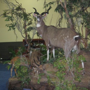 Taxidermy at Safari Club International Convention