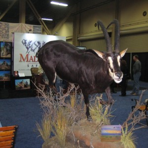 Taxidermy at Safari Club International Convention