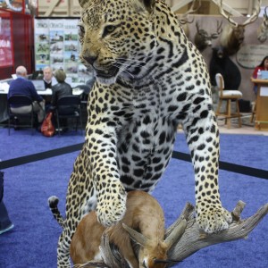 SCI Convention 2014 Taxidermy Mounts