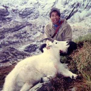 Colorado mountain goat