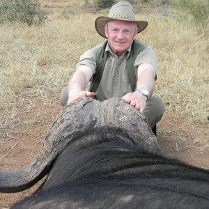 Greater Kruger Buffalo