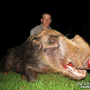 Umdende Hunting Safaris Bushpigs