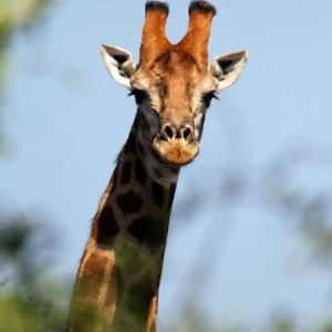 Giraffe