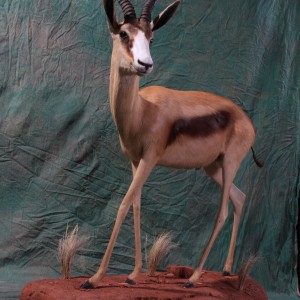 Copper Springbok by All-American Taxidermy