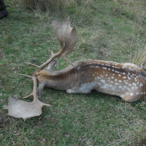 New Zealand Fallow Deer