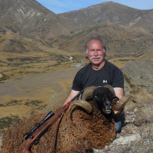 New Zealand Arapawa Ram