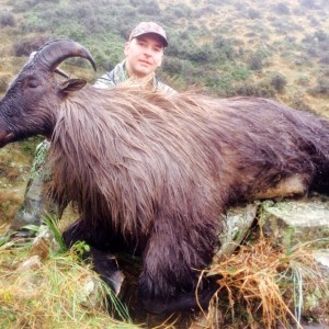 Tahr