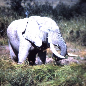 Elephant